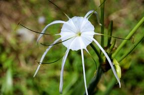 Amaryllis Lily Family