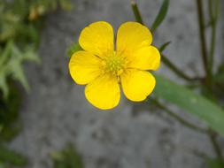 Flower Nature Spring