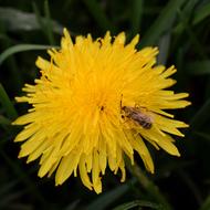 Dandelion Bee Nectar