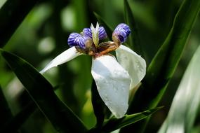 Iris Nature Plant