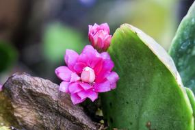 Spend Long Jeon Nature Plant