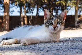 resting cat on the street
