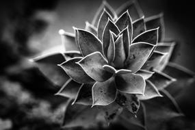 Black and white photo of aloe vera plant