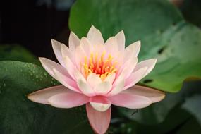 Lotus Flower Plant