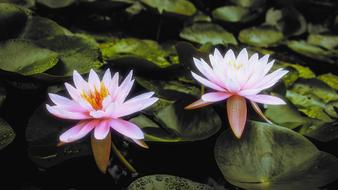 Lotus Pond Flower