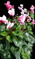 Cyclamen Flora Nature