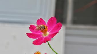 Nature Flower Bee