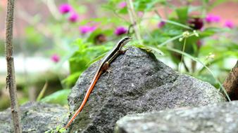 Nature Flora Outdoors