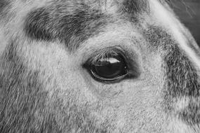 Horse Eye Photo Black White