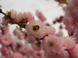 Flower Baby Rose Bee