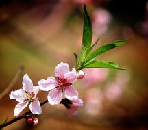 Peach Fruit Trees Flowers