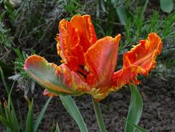Tulip Parrot Orange