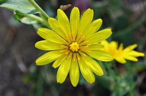 Flower Chichewa Live Vivid Color