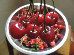 fresh tasty cherries