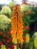 Nature Flower Outdoors