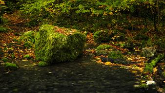 Forest Path Autumn Fall Leaves