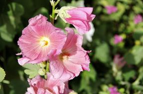 Althea Hollyhock Flower Pink