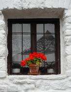 Window House Family