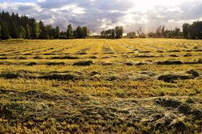Nature Field Outdoor
