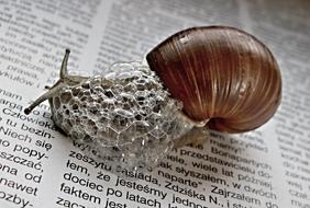 Nature Newspaper Snail