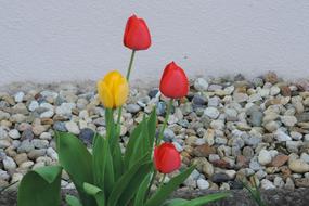 Nature Summer Flower