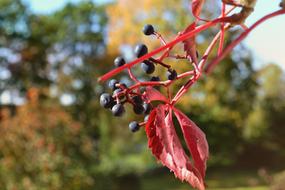 Nature Leaf Outdoor No