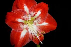 Amaryllis Flower Red