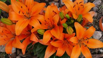 Lillies Flowers Orange