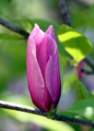 Magnolia Nature Plant