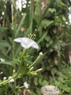 Mirabilis Jalapa Four O'Clock