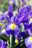 Iris Flower Plant