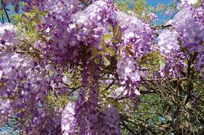 Flower Wisteria Nature