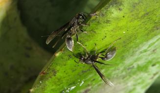 Nature Insect Outdoors