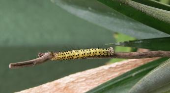 Nature Wild Life Insect