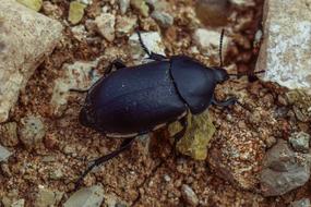Beetle Black Invertebrate