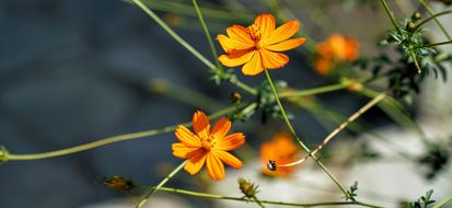 Flower Orange Delicate