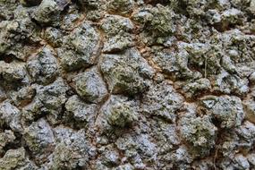 Tree The Bark Invoice Surface