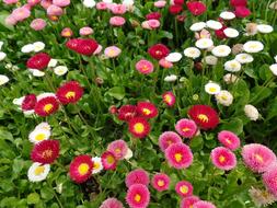 Nature Spring Flowers