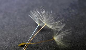 Nature Dandelion Flower