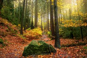 Forest Light Beam Sun