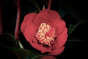 Plant Sheet Nature No