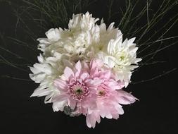 White Flowers Pink Rosa