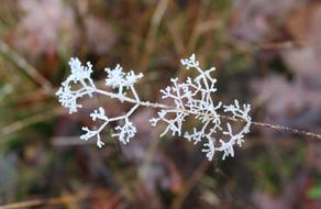 Winter Frost Nature