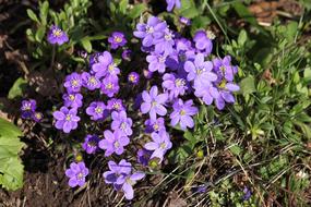 Hepatica Spring Flowers Nature