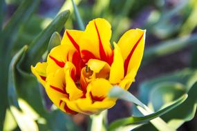 Spring Bloom macro blur
