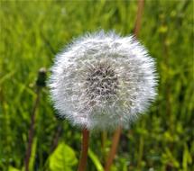 Dandelion Weeds Seedpod