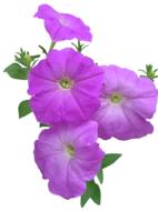 Petunia Flowers Summer