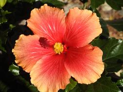 Flower Garden Summer