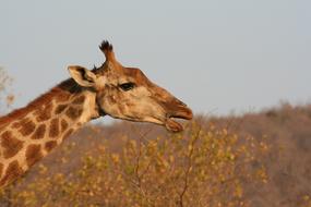 Nature Mammals Wildlife Animal