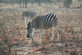 Campaign Wildlife Mammals